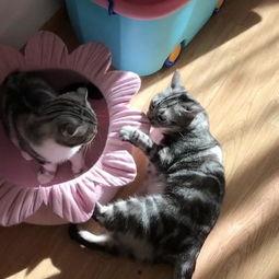 带猫逛街吃瓜,一场与猫共度的悠闲逛街时光