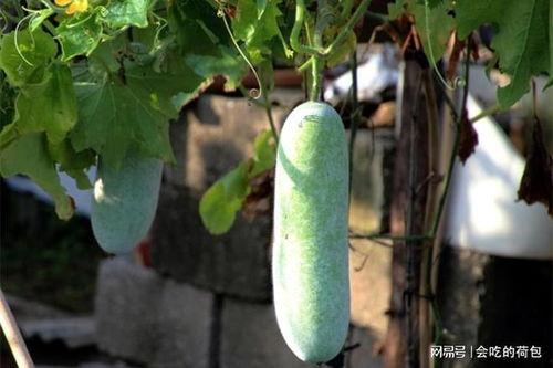 中老年吃瓜视频,揭秘网络热点的魅力与影响