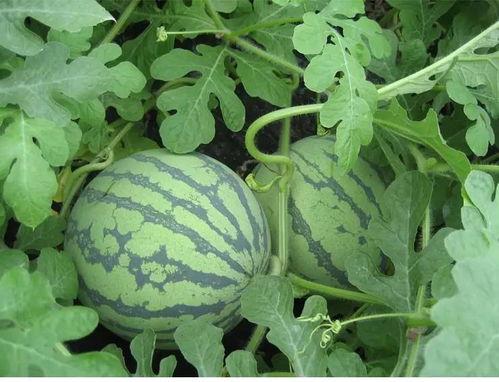 快穿嗄嗄吃瓜,嗄嗄的甜蜜吃瓜之旅