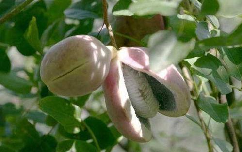 八月瓜吃雪糕,雪糕时光