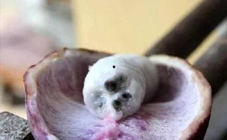 八月瓜吃雪糕,雪糕时光