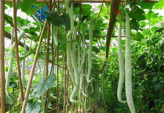 吃蛇瓜有什么禁忌,吃蛇瓜的禁忌与注意事项