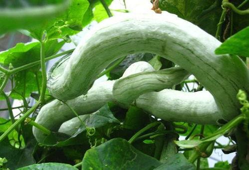 吃蛇瓜有什么禁忌,吃蛇瓜的禁忌与注意事项