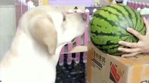 吃瓜德怎么打,轻松掌握游戏技巧，畅享游戏乐趣