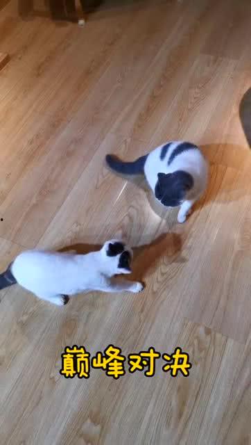 巅峰对决吃瓜观众,吃瓜观众视角下的精彩瞬间