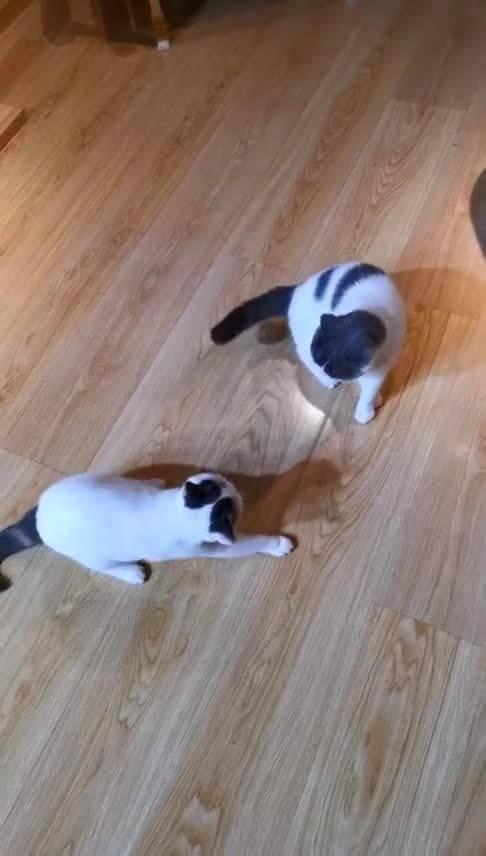 巅峰对决吃瓜观众,吃瓜观众视角下的精彩瞬间