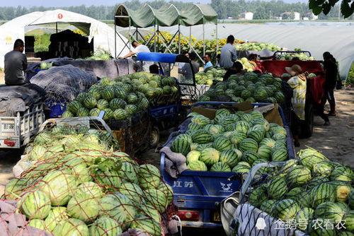 河南职业吃瓜,揭秘网络红人的“吃瓜”经济
