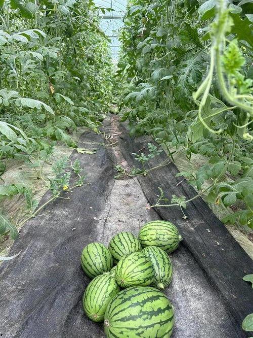 吃瓜群众湖北,吃瓜群众眼中的荆楚大地