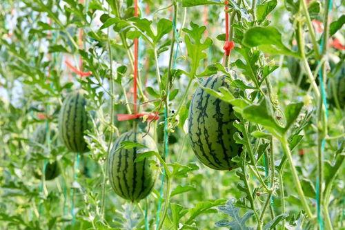 吃瓜群众湖北,吃瓜群众眼中的荆楚大地