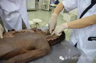 吃瓜解剖尸体,解剖尸体背后的真相与伦理探讨