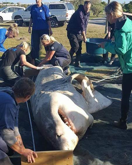 吃瓜解剖尸体,解剖尸体背后的真相与伦理探讨