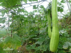 怎么吃砍瓜最好吃,解锁最佳食用秘诀