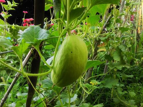 怎么吃砍瓜最好吃,解锁最佳食用秘诀