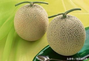 猫可以吃网纹蜜瓜吗,网纹蜜瓜对猫咪的影响与适宜性