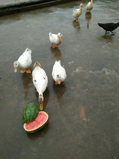 散步喂鸭子吃瓜,一场别开生面的散步喂食之旅