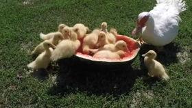 散步喂鸭子吃瓜,一场别开生面的散步喂食之旅