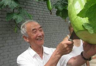 神奇的吃瓜视频,一场视觉与味蕾的双重盛宴