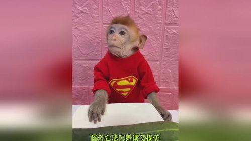 神奇的吃瓜视频,一场视觉与味蕾的双重盛宴