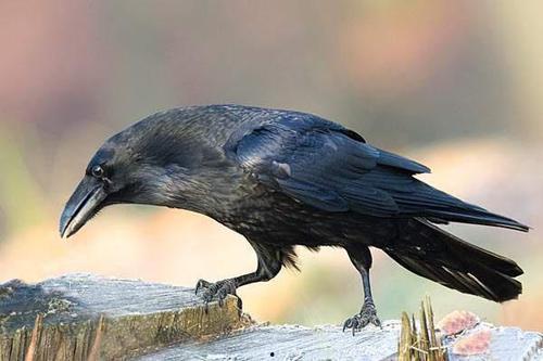 乌鸦吃瓜的方法,智慧食趣的生态演绎