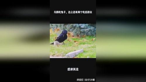 乌鸦吃瓜的方法,智慧食趣的生态演绎