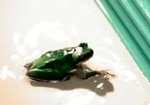 蛙蛙吃瓜视频,揭秘网络红人的趣味日常