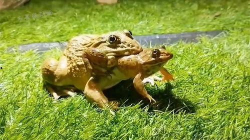 蛙蛙吃瓜视频,揭秘网络红人的趣味日常