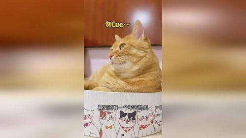 杭州吃瓜猫,揭秘网红美食背后的故事