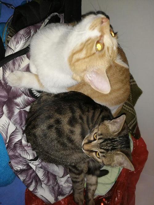 杭州吃瓜猫,揭秘网红美食背后的故事