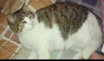 杭州吃瓜猫,揭秘网红美食背后的故事