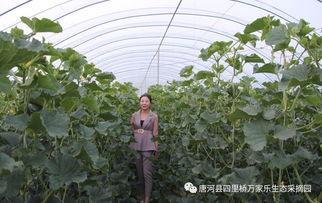 唐河县吃瓜,吃瓜群众的欢乐盛宴