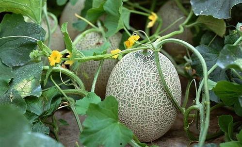 吃菠萝可以吃哈密瓜吗,探索跨界美食的奇妙组合