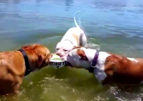 少女鹿吃瓜,少女鹿的瓜田奇遇记