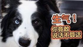 狗狗楼顶吃瓜,一场意外引发的欢乐时光